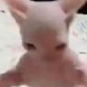 Meet your Posher, Katie